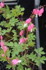 Dicentra spectabilis | Gebroken hartje 60 P9