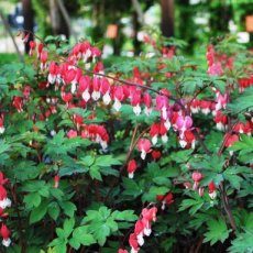 Dicentra spectabilis 'Valentine' | Gebroken hartje 35 P9