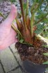 Dicksonia antartica 60/70 C10 Dicksonia antartica - PROMO | Tasmaanse boomvaren 60-70 C10