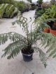 Dicksonia antartica 60/70 C10 Dicksonia antartica - PROMO | Tasmaanse boomvaren 60-70 C10