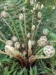 Dicksonia antartica 60/70 C10 Dicksonia antartica - PROMO | Tasmaanse boomvaren 60-70 C10