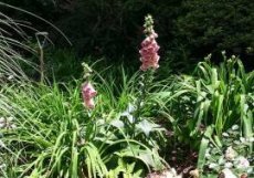 Digitalis hybr.‘Mertonensis’ | Vingerhoedskruid 70 P9