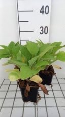 Digitalis purpurea 'Pam's Choice' | Vingerhoedskruid 150 P9