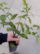 Disporopsis pernyi | Groenblijvende salomonszegel 60 P9