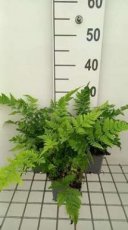 Dryopteris dilatata(=austriaca) | Brede stekelvaren 80 P9