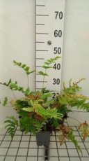 Dryopteris goldiana | Reuze mannetjesvaren 120 P9