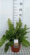 Dryopteris wal.'Jurassic Gold' 80 C8 Dryopteris wallichiana 'Jurassic Gold' | Mannetjesvaren 80 C8