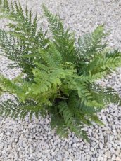 Dryopteris wallichiana 'Jurassic Gold' | Mannetjesvaren 80 C8