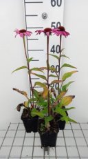 Echinacea angustifolia | Smalbladige zonnehoed 80 P9