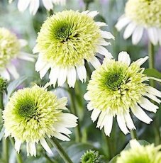 Echinacea 'Delicious Nougat'(=noecthree)| Rode zonnehoed 60 P9