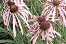 Echinacea pallida 'Hula Dancer' | Zonnehoed-Egelzonnehoed 80 P9