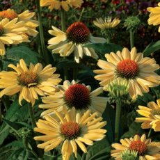 Echinacea purpurea 'Aloha'® | Rode zonnehoed 80 P9