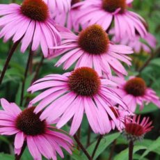 Echinacea purpurea 'Augustkönigin' | Rode zonnehoed 80 P9