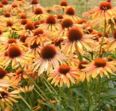 Echinacea purpurea 'Big Kahuna' | Rode zonnehoed 80 P9