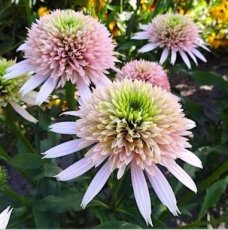 Echinacea purpurea 'Cherry Fluff' | Rode zonnehoed 70 P9