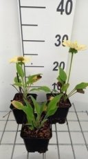Echinacea purpurea 'Chiquita | Rode zonnehoed 50 P9