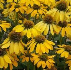 Echinacea purpurea 'Espinoso Yellow' | Rode zonnehoed 50 P9