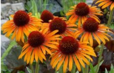 Echinacea purpurea 'Flame Thrower'® | Rode zonnehoed 100 P9