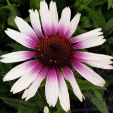 Echinacea purpurea 'Funky White' | Rode zonnehoed 70 P9