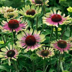 Echinacea purpurea 'Green Twister' | Rode zonnehoed 100 P9