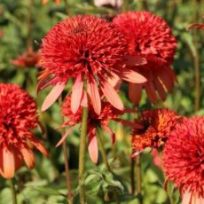 Echinacea purpurea 'Irresistible' | Rode zonnehoed 80 P9