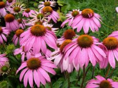 Echinacea purpurea 'J.s.roho'®(=Robin Hood) | Rode zonnehoed 60 P9