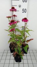 Echinacea purpurea 'Pow Pow Wildberry' | Rode zonnehoed 50 P9