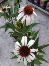 Echinacea purpurea 'Pretty Parasols'(=JS Engeltje) | Rode zonnehoed 90 P9