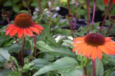 Echinacea purpurea 'Tiki Torch' | 80 P9