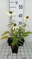 Echinacea purpurea 'Alba' | Rode zonnehoed 100 P9