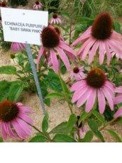 Echinacea purpurea 'Baby Swan Pink' | Rode zonnehoed 40 P9