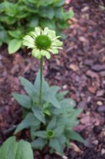 Echinacea purpurea 'Green juwel'® | Rode zonnehoed 80 P9