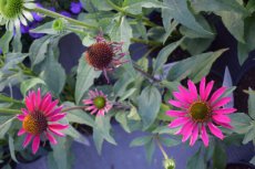 Echinacea purpurea ‘Kim’s Knee High’® | Rode zonnehoed 30 P9