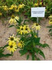 Echinacea purpurea 'Summer Breeze' | Rode zonnehoed 80 P9