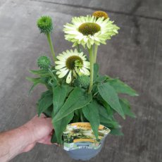 Echinacea 'SunSeekers Apple Green' | Rode zonnehoed 60 C2