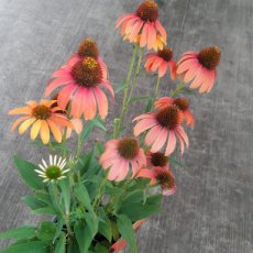 Echinacea purpurea 'SunSeekers Coral' | Rode zonnehoed 60 P9