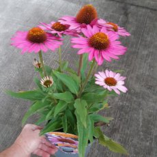 Echinacea purpurea 'SunSeekers Magenta' | Rode zonnehoed 60 P9