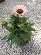 Echinacea purpurea 'SunSeekers Salmon' | Rode zonnehoed 50 C2