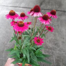 Echinacea purpurea 'SunSeekers Sensation Pink' | Rode zonnehoed 50 P9