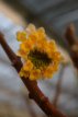 Edgeworthia Chrisantha' Grandiflora' 30/40 C5 Edgeworthia Chrisantha'Grandiflora' - Papierstruik 30-40 C5