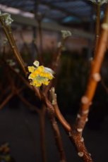 Edgeworthia Chrisantha'Grandiflora' - Papierstruik 30-40 C5