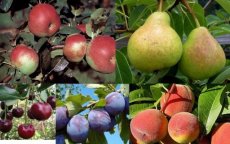 Eigen boomgaard - 5 fruitbomen Eigen boomgaard - PROMO - 5 fruitbomen | appel-peer-kers-pruim-perzik