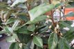 Elaeagnus ebbingei  60/80 C4 Elaeagnus ebbingei |GESCHIKT LAGE HAAG☃| Olijfwilg 60-80 C4