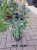 Elaeagnus ebbingei  60/80 C4 Elaeagnus ebbingei |GESCHIKT LAGE HAAG☃| Olijfwilg 60-80 C4