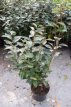 Elaeagnus ebbingei  60/80 C4 Elaeagnus ebbingei |GESCHIKT LAGE HAAG☃| Olijfwilg 60-80 C4