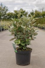 Elaeagnus ebbingei 'Compacta' 60/80 C7 Elaeagnus ebbingei 'Compacta' - Olijfwilg 60-80 C7