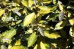 Elaeagnus ebbingei 'Eleador' 40/50 C4 Elaeagnus ebbingei 'Eleador' - Olijfwilg 40-50 C4