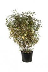 Elaeagnus ebbingei ‘Gilt Edge’ 80/100 C20 Elaeagnus ebbingei ‘Gilt Edge’ - Olijfwilg 80-100 C20