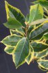 Elaeagnus ebbingei 'Gilt Edge' 30/40 C Elaeagnus ebbingei ‘Gilt Edge’ - Olijfwilg 30-40 C