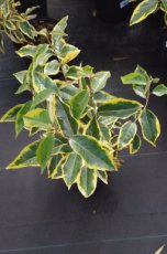 Elaeagnus ebbingei 'Gilt Edge' 30/40 C Elaeagnus ebbingei ‘Gilt Edge’ - Olijfwilg 30-40 C